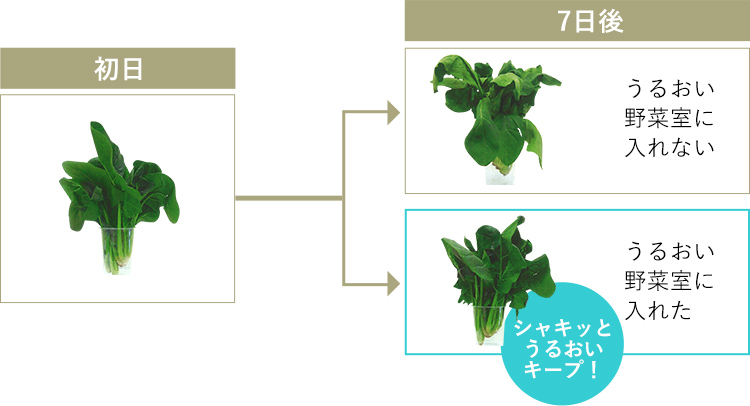 野菜のうるおいを守る